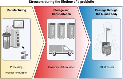 Assessing Viability and Stress Tolerance of Probiotics—A Review